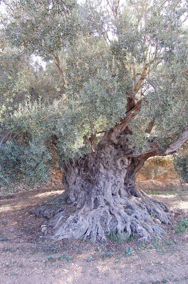 Olivenöl aus Ibiza - Balearen - Agrarnahrungsmittel, Ursprungsbezeichnungen und balearische Gastronomie